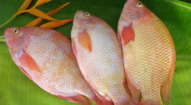 Cá diêu hồng bổ huyết, chữa suy nhược