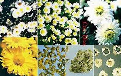 Cúc hoa (trên) và mạch môn đông (dưới) là hai vị thuốc có tác dụng trị chứng hỏa biểu hiện: miệng khô khát như có hỏa đốt ở họng, ăn mau đói, đại tiện táo…
