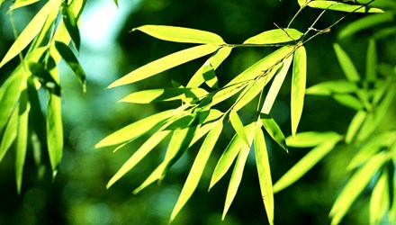 http://a8.vietbao.vn/images/vn888/hot/v2012/20120804-111114-1-mon-an-bai-thuoc-phong-tri-dau-thuoc-vi-67758-2.jpeg
